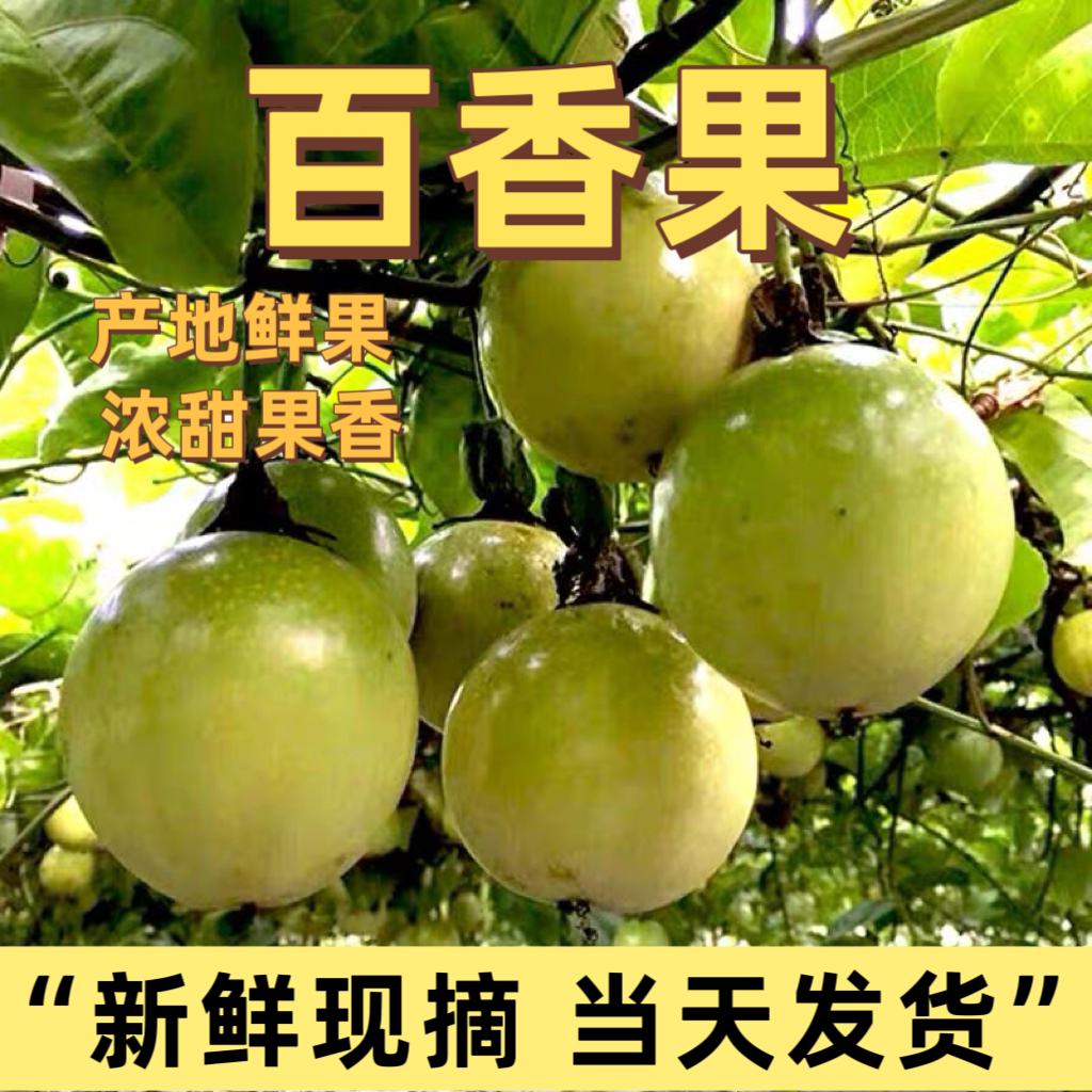 阳春本地黄金百香果现摘鲜果浓甜多汁蜂蜜味百香果时令生鲜现发