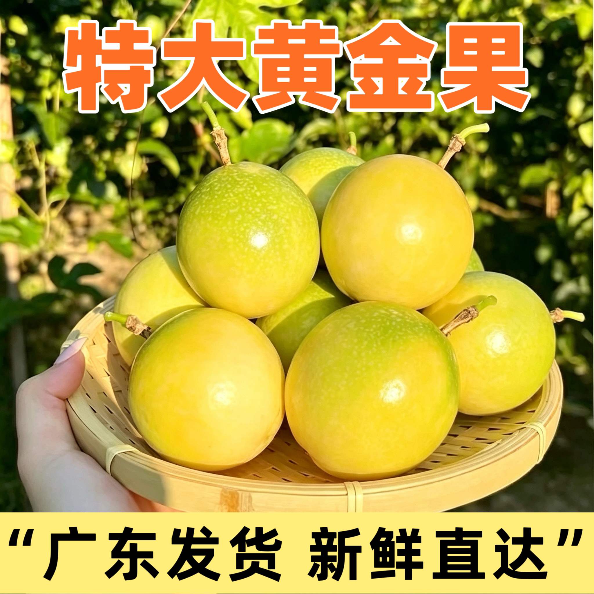 广东阳春黄金百香果钦蜜9号特大果现摘产地直发香甜孕妇新鲜水果
