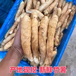 （网红竹薯）新鲜竹薯果批发