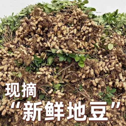 广东本地地豆新鲜带壳湿花生阳春现挖嫩花生地豆生鲜当季农货