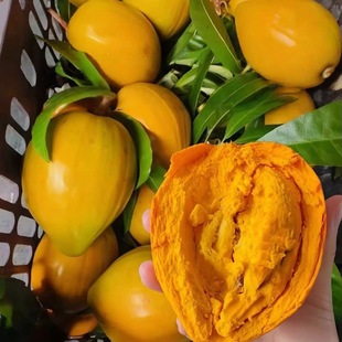 新鲜蛋黄果鸡蛋果广东当季热带水果鸡蛋果粉糯香甜 当天现摘 批发
