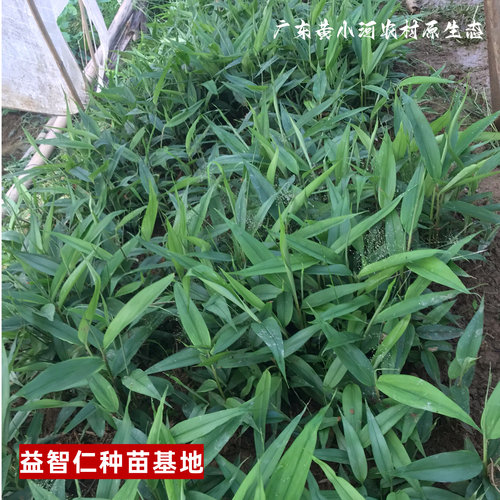 正宗益智仁种苗高产益智果树苗