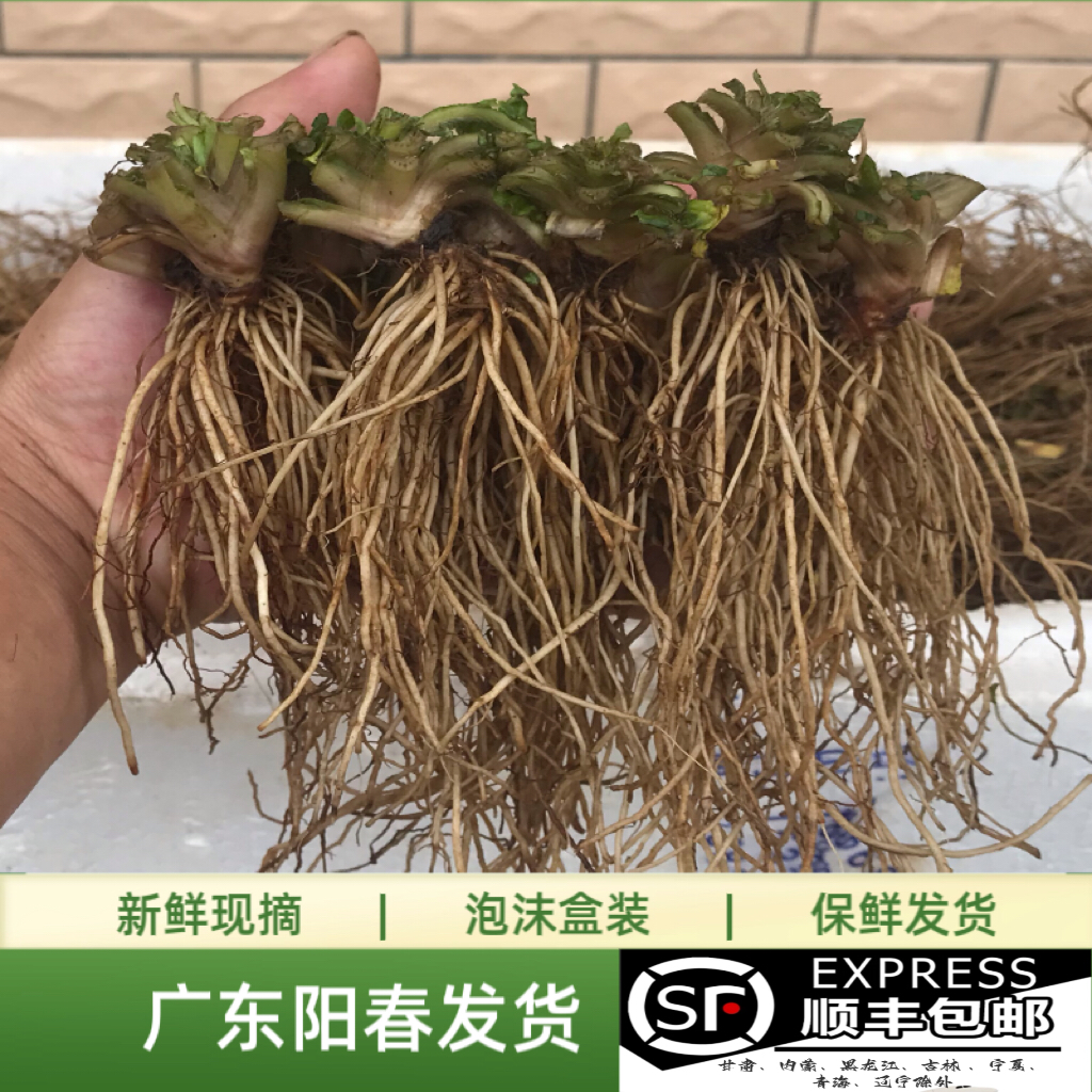 广东现挖新鲜地胆头地胆草 苦地胆理肺散 新鲜药材天然煲鸭汤料