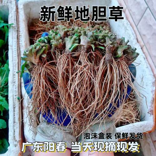 广东野生矮脚地胆草紫花地胆头
