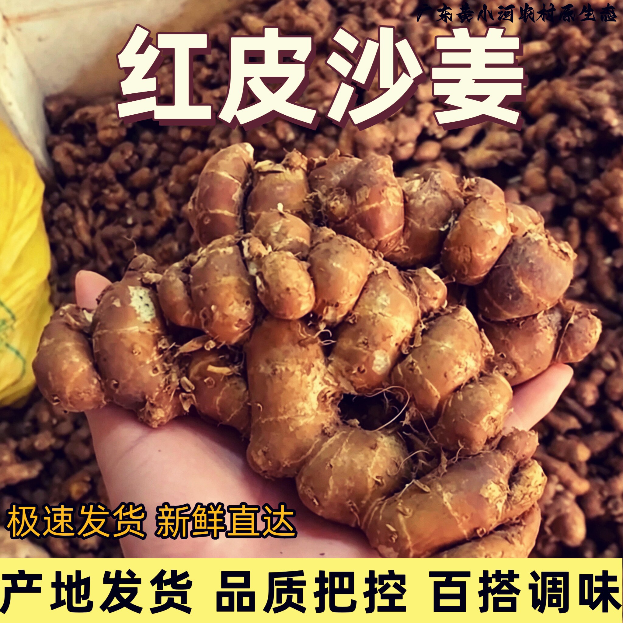 广东阳春正宗红皮沙姜特香山奈