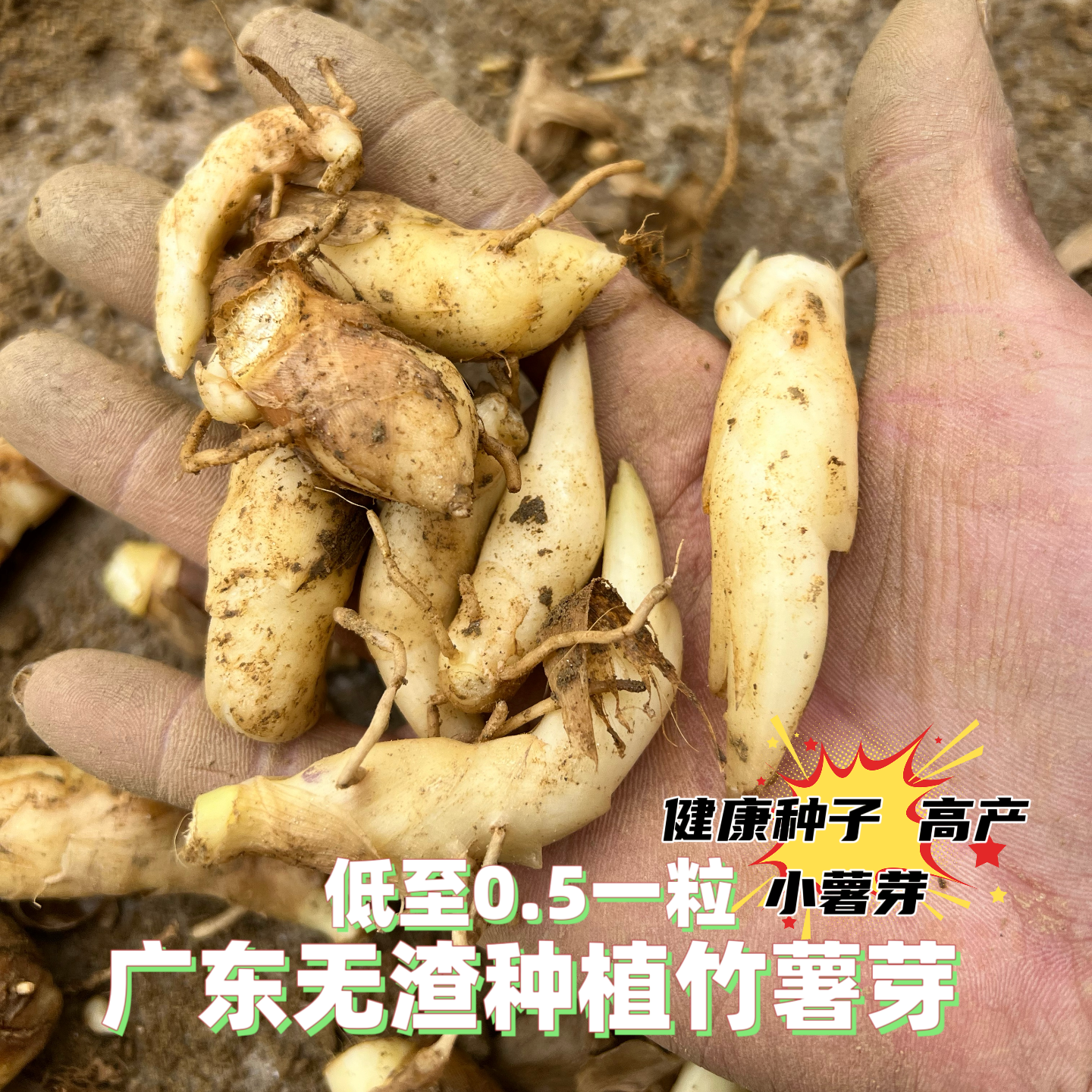无渣竹薯种子小薯芽新鲜小薯芽 竹薯苗盘栽地栽四季种植蔬果种子