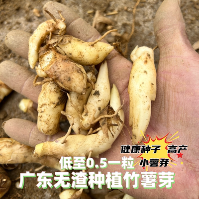 无渣竹薯种子小薯芽新鲜小薯芽 竹薯苗盘栽地栽四季种植蔬果种子
