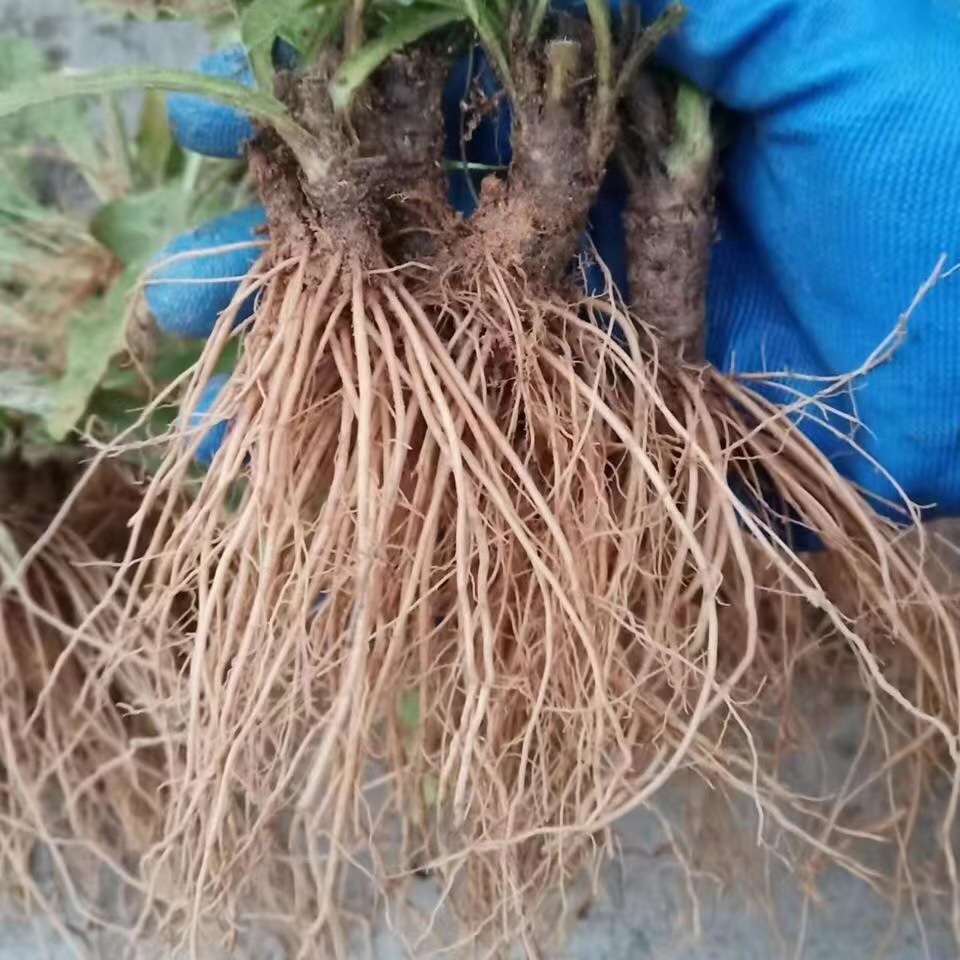 新鲜地胆草地胆头矮脚地胆草磨地胆 广东农村煲汤煲汤山草药材