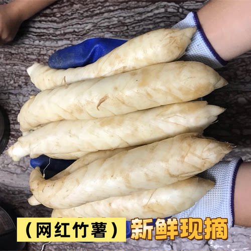 新鲜竹薯（网红竹芋）产地现挖