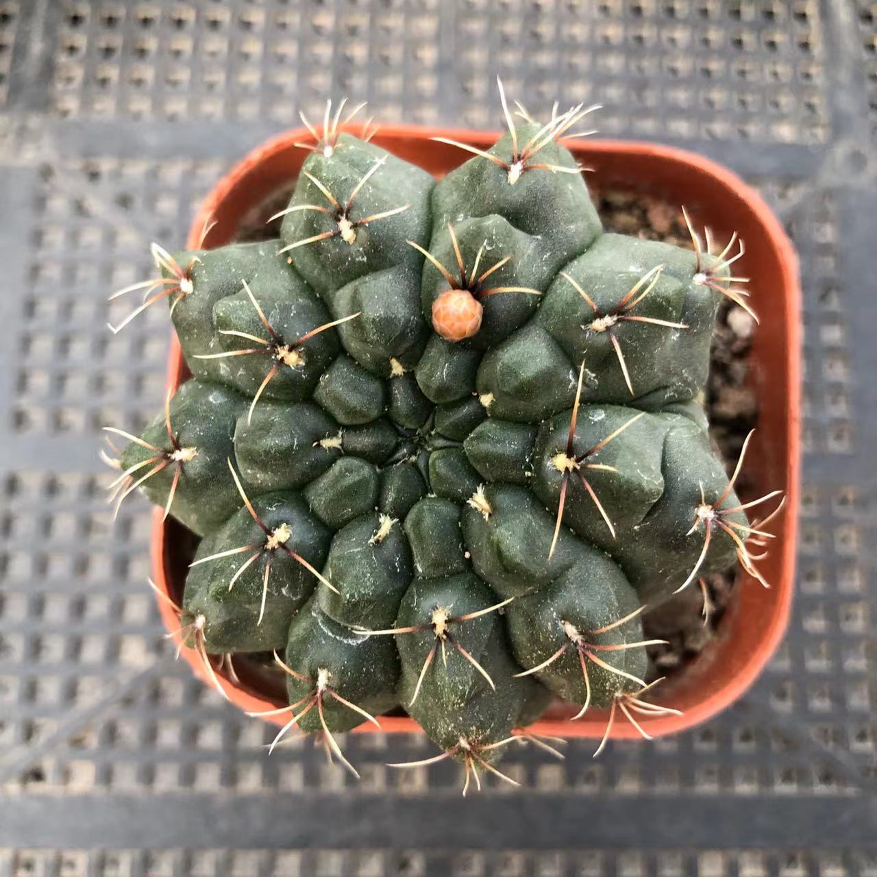 绯花玉 7厘米盆【满15发货】