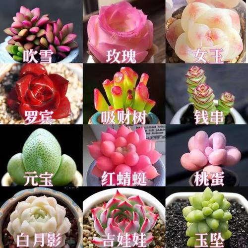 50个品种萌新入坑多肉新手入门自选组合搭配套装