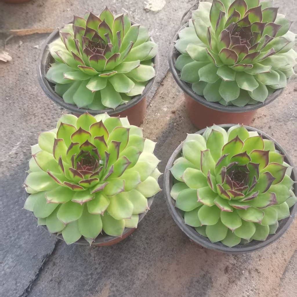 多肉观音莲群生多头老桩植物好养多肉植物