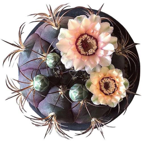 天紫玉实生组合仙人球开花好养防辐射花卉多肉办公室室内植物盆栽