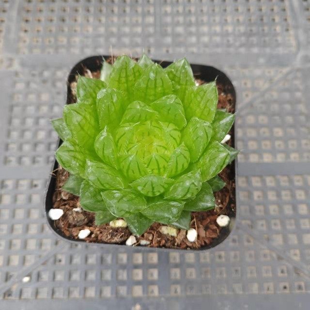 樱水晶玉露【全店满15发货】,鲜花速递/花卉仿真/绿植园艺,多肉植物,淘宝优惠券,粉丝福利购,淘宝优惠卷