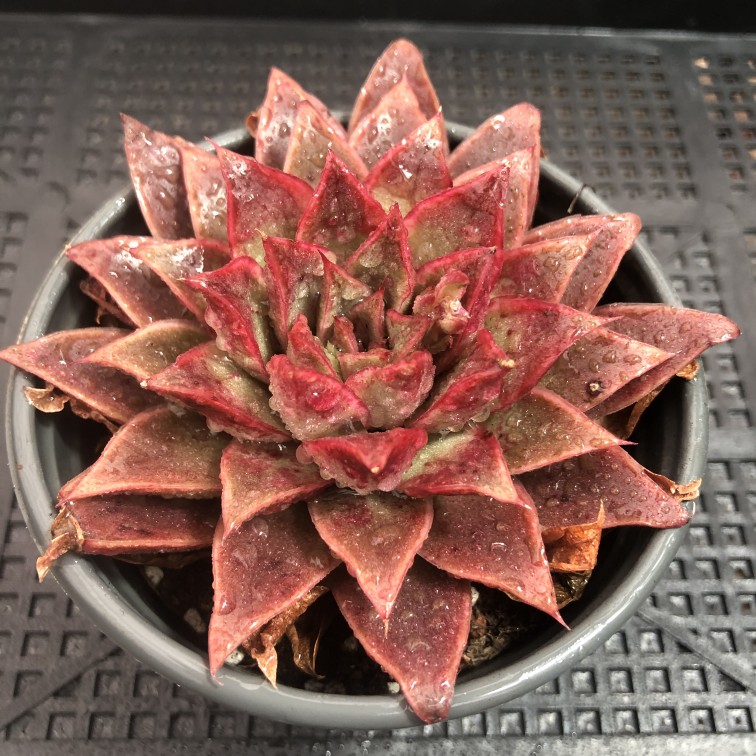 皮皮虾多肉9厘米盆【满18包邮】