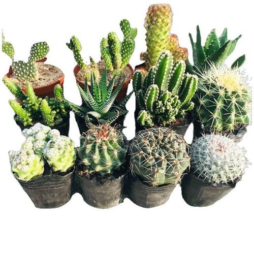 多肉植物仙人掌组合仙人球花卉绿植万重山好养桌面室内防辐射盆栽