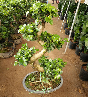 榕树树桩盆景植物室内桌面花盆栽人参榕小叶榕四季常青地瓜榕易养