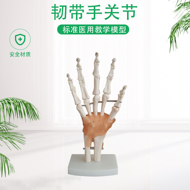 人体手关节模型(自然大)带韧带手部及指间骨骼解剖模型