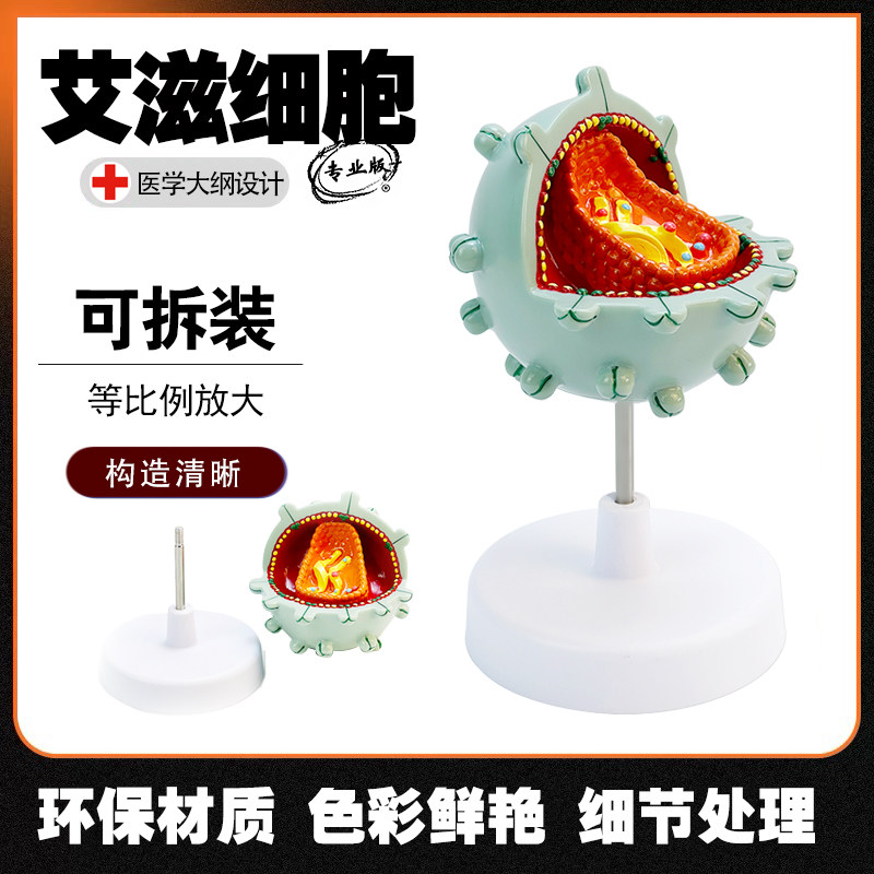 艾滋病毒细胞模型结构放大解剖细胞病变模型医院学校教学演示科普