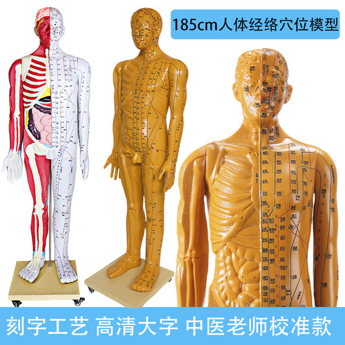 高清大字185cm针灸穴位模型