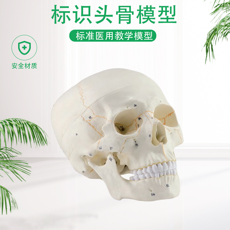 经典部分带数字标识医用模型颅骨