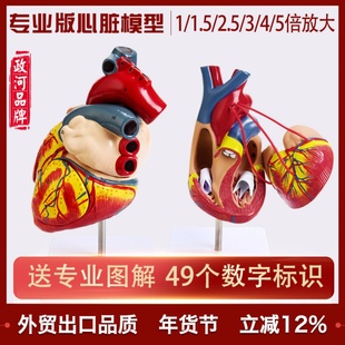 教学仿真1:1人体心脏模型B超彩超声医学心内科自然大心脏解剖模型