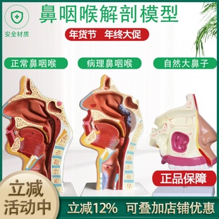 放大鼻腔模型 鼻腔解剖 鼻子模型 五官科 眼耳鼻咽喉 医用模型 包