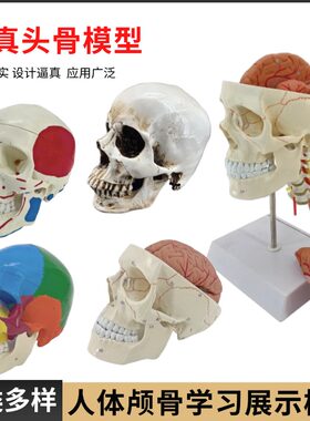 头骨模型做工精致款式多样