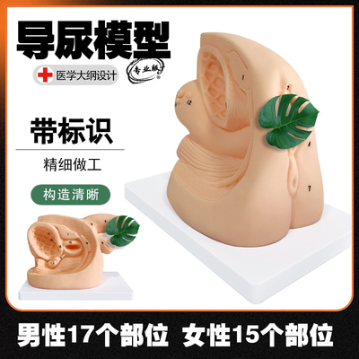 黄河男女性导尿培训模型