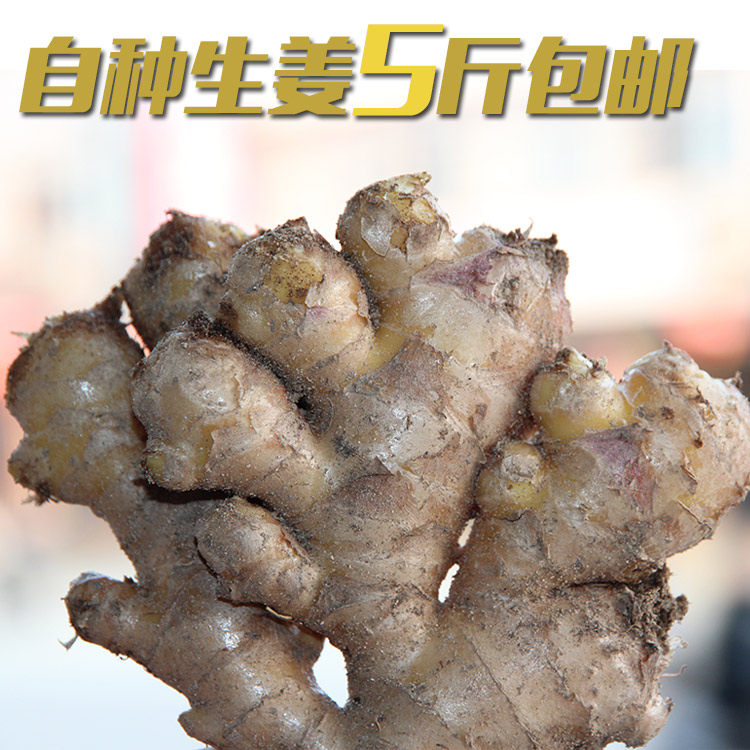 生姜老姜大姜 新鲜小黄姜鲜生姜包邮老生姜生姜种子农家现挖土姜|ruв категории водной мясо/свежие фрукты и овощи/еда, свежие овощи/овощной продукции, свежие овощи, другие - от Buy2taobao.com для оказания профессиональной услуги покупки агента Taobao