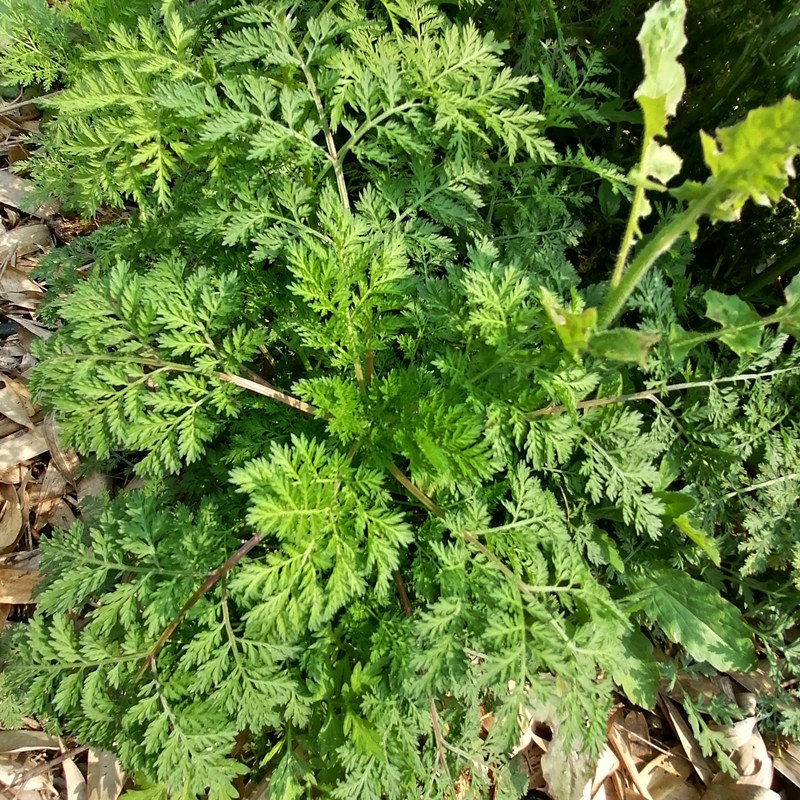 野生青蒿现摘苦蒿新鲜黄花蒿重庆臭蒿草全棵泡茶黄蒿草苗泡澡包邮