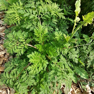 野生青蒿现摘苦蒿新鲜黄花蒿重庆臭蒿草全棵泡茶黄蒿草苗泡澡包邮