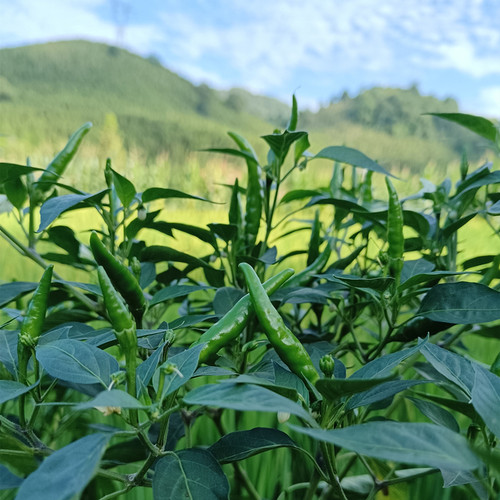 青小米辣新鲜嫩朝天椒特辣指天椒