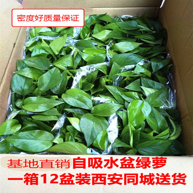 绿萝自吸水长藤室内盆栽基地西安