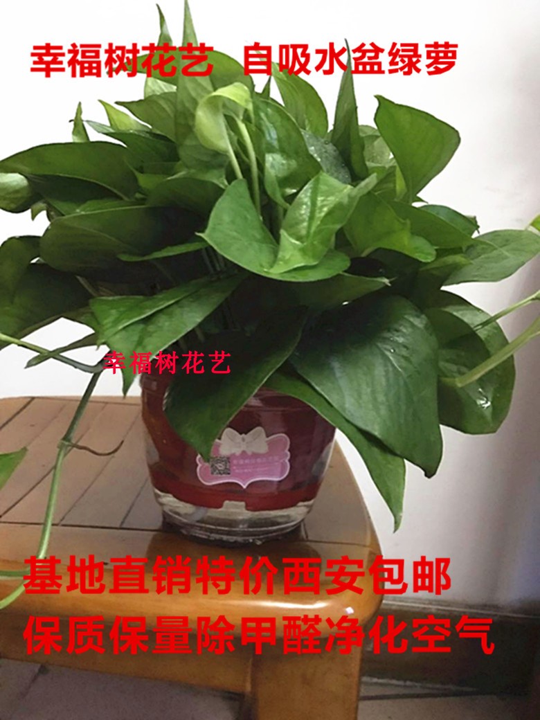 幸福树自吸水绿萝 装修除甲醛净化空气 绿植盆栽基地直销特价包邮