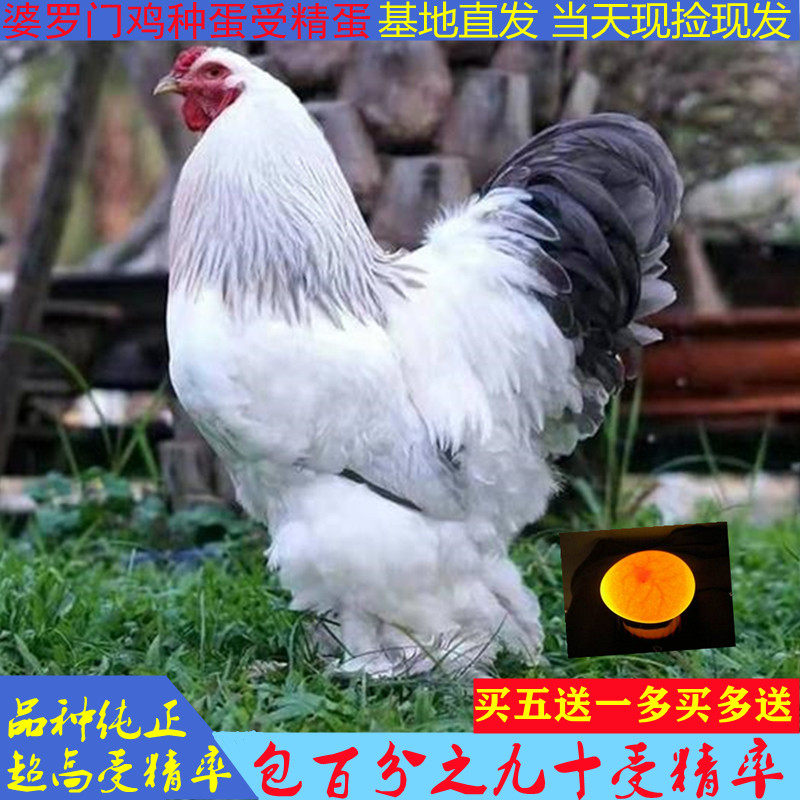 可孵化的婆罗门受精种蛋梵天鸡种蛋观赏鸡种蛋宠物鸡种蛋包受精