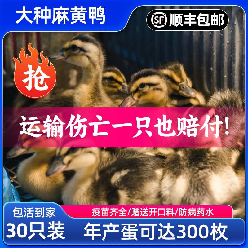 麻鸭苗宠物麻鸭子苗黑番鸭大种青头鸭小麻鸭活苗大种黑番鸭宠物鸭