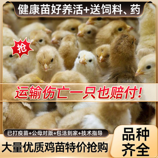 小鸡活苗五黑鸡活苗土鸡种蛋小鸡蛋鸡小鸡仔三黄鸡脱温鸡苗宠物