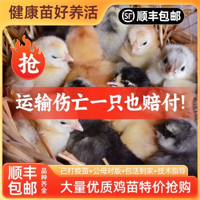 鸡苗小鸡苗三黄鸡五黑鸡幼苗