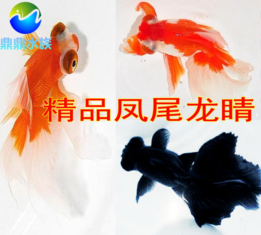 观赏鱼凤尾龙睛凤尾蝶尾大长尾巴金鱼凤高金鱼冷水鱼金鱼活体包活