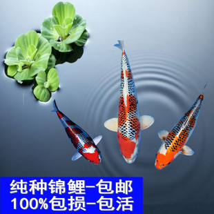 观赏鱼纯种日本孔雀锦鲤松叶锦鲤秋翠锦鲤宠物鱼活体风水鱼冷水鱼