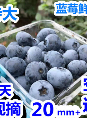 现摘新鲜蓝莓鲜果特大果蓝梅山东新鲜水果4盒500g孕妇宝宝妈当季