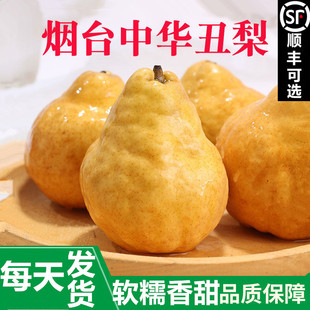 山东烟台中华丑梨莱阳丑梨软糯香甜多汁冰淇淋口感5斤太婆梨啤梨