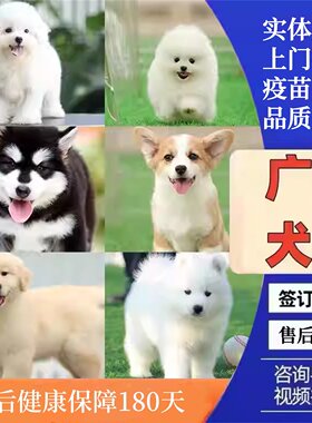 广州佛山犬舍纯种马尔泰比熊宠物狗柯基边牧博美金毛泰迪熊幼犬