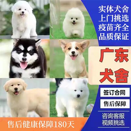 广州佛山犬舍纯种马尔泰比熊宠物狗柯基边牧博美金毛泰迪熊幼犬