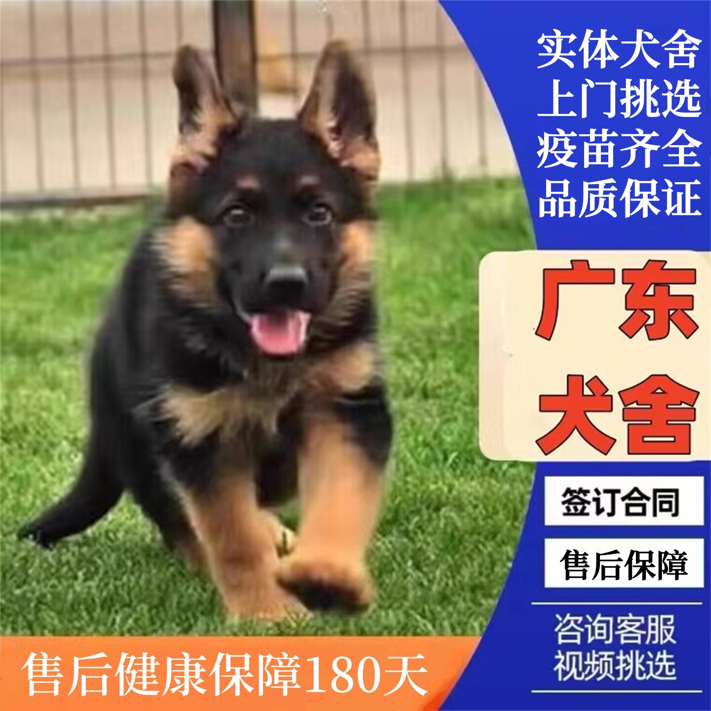广州佛山犬舍纯种德牧幼犬黑背德狗狗