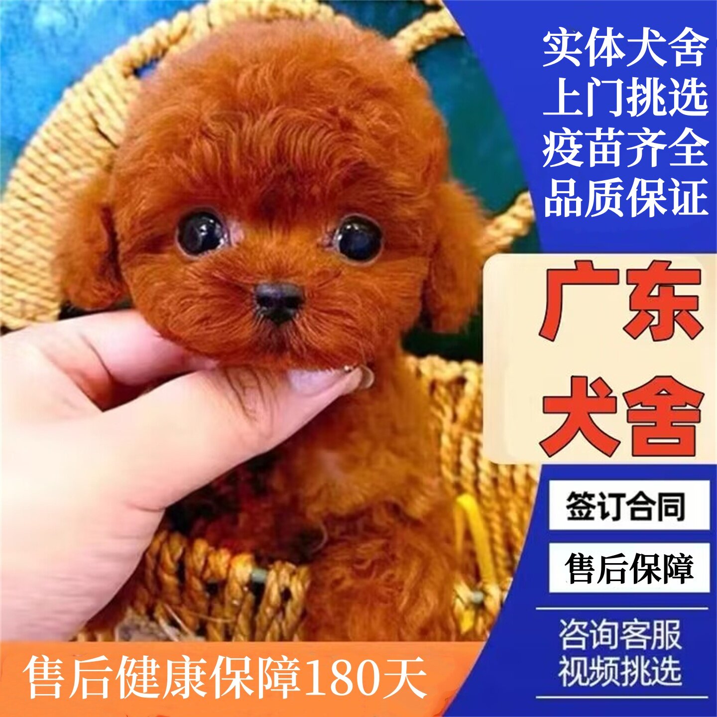 广州佛山犬舍纯种泰迪犬幼犬活体不掉毛香槟色灰色红棕色贵宾犬