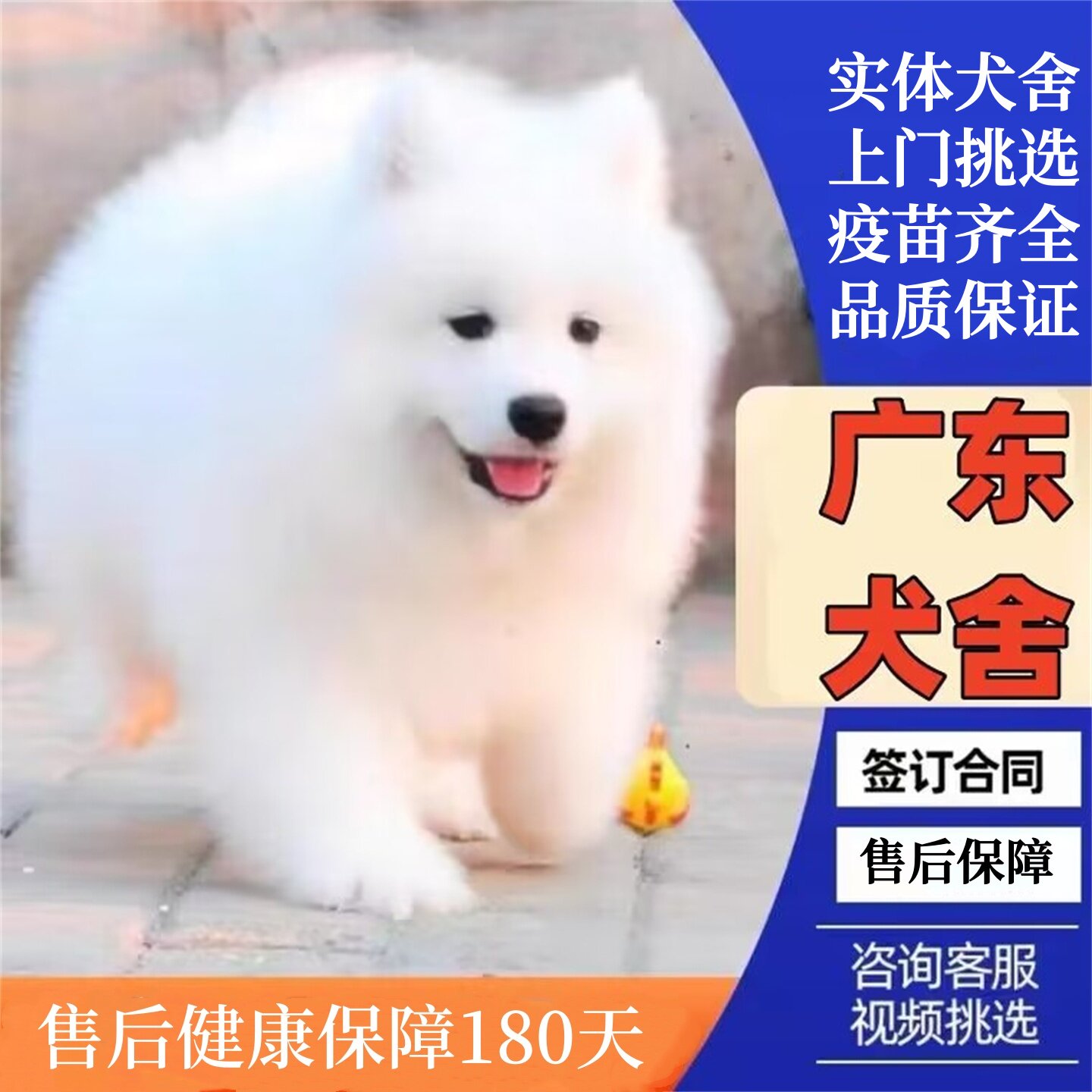 广州佛山犬舍纯种萨摩耶幼犬熊版狗狗