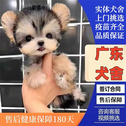 广州佛山犬舍纯种约克夏幼犬金头银背双血统超小体茶杯犬宠物狗狗