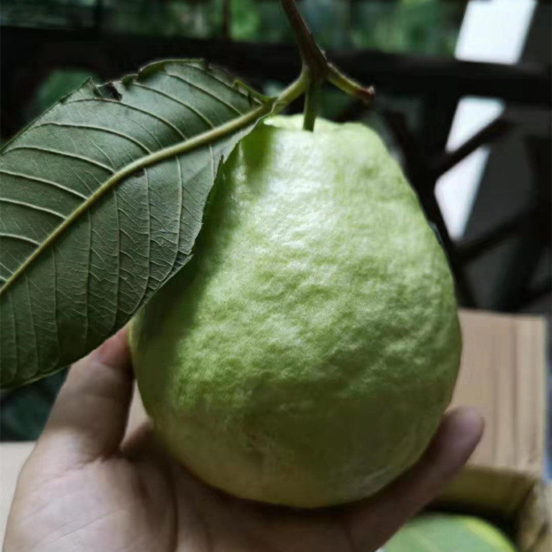 台湾珍珠 芭乐 番石榴 果 原生态 热带孕妇水果新鲜 5斤鲜鲜红心